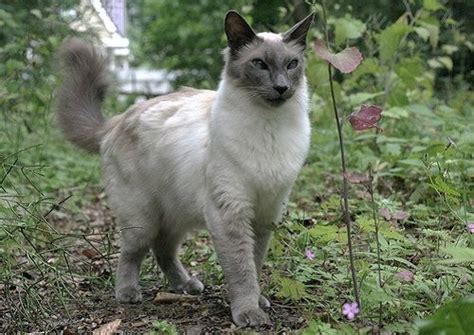 The Javanese Cat Is A Domestic Feline Breed Which Originated In North