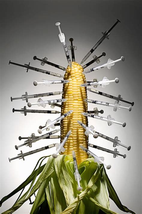 The Bad Seed The Health Risks Of Genetically Modified Corn