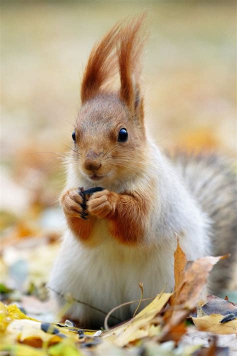 Cutest Fluffy Squirrel 😍 Red Squirrel Pet Birds North American Red