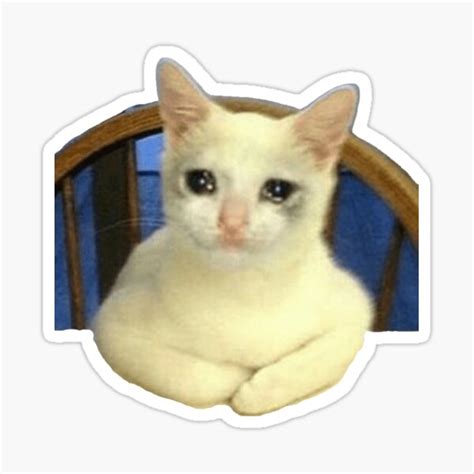 HQ Sad Crying Cat Standing Up Meme Sticker By Fomodesigns Ubicaciondepersonas Cdmx Gob Mx