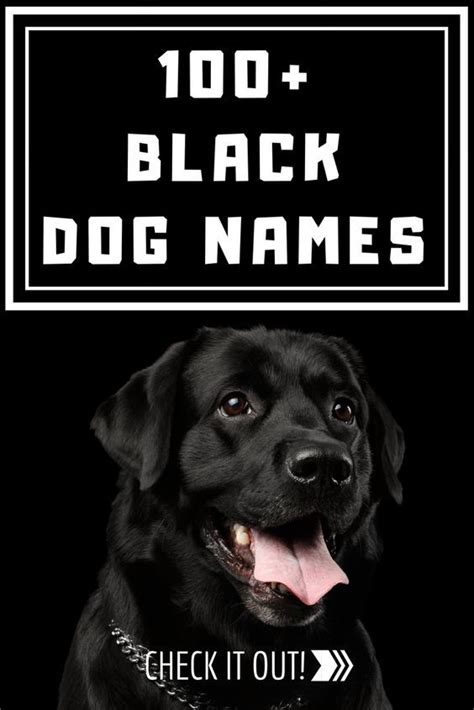 100 Best Black Dog Names Black Dog Names Dog Names Black Dog