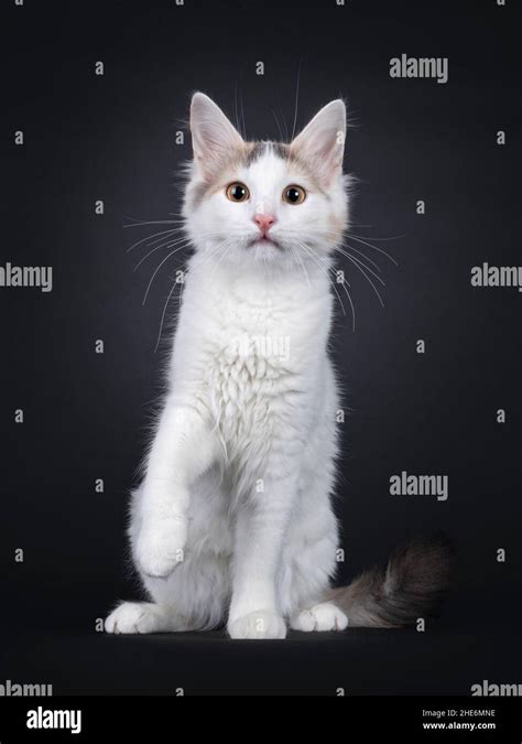 Curious Rare Breed Turkish Van Cat Kitten Sitting Up Facing Front One