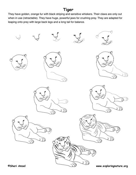 How To Draw A Tiger Step By Step For Kids Easy
