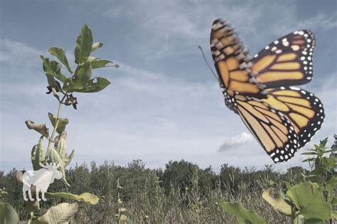 How Does A Monarch Butterfly Defend Itself From Predators