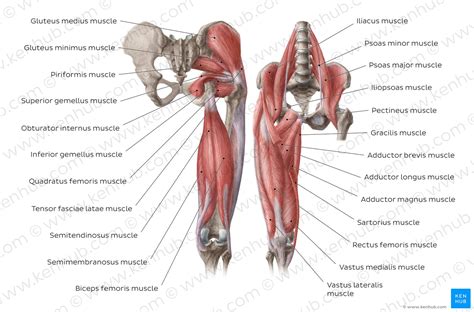 Superficial Muscles Of The Hip Posterior View Human Body Anatomy Porn