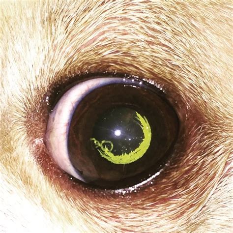 Dog Cataract Cat Eye Problems Dog Cat Eyes Problems