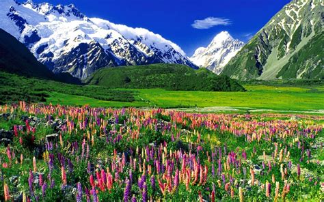 Download New Zealand Snow Grass Lupine Flower Mountain Nature Landscape