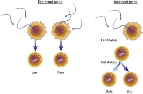 Do Identical Twins Have The Same Dna Compare Diagram Twinpickle