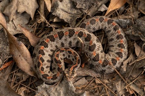 Pygmy Rattlesnake South Carolina Partners In Amphibian And Reptile