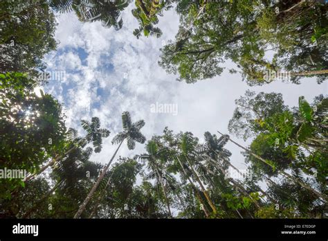 Looking Up To The Sky Above A Tree Fall Gap In Tropical Rainforest In
