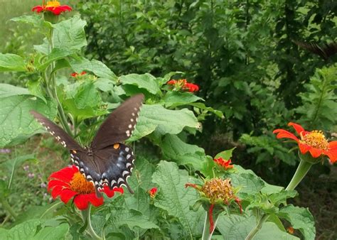 Secrets Of A Seed Scatterer Favorite Butterfly Nectar Plants For July