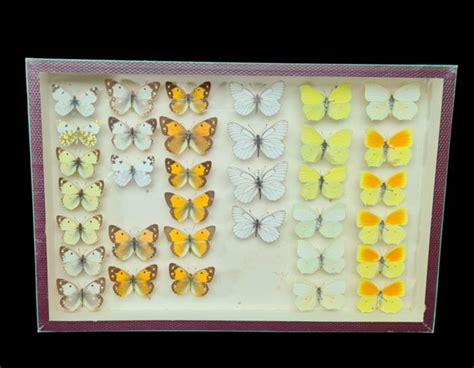 Hard Case Butterflies Collection In Glazed Display Case Catawiki