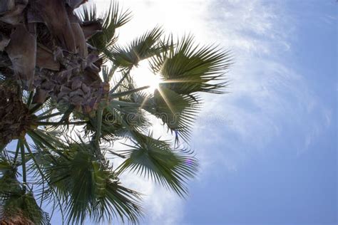 Vertical Low Angle Closeup Shot Of A Palm Tree Close Up Palm Tree