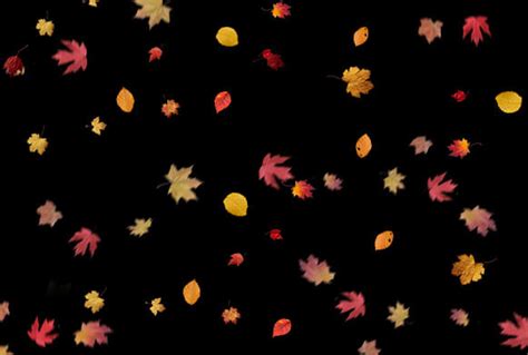 Free Leaf Overlays For Photoshop 300 Autumn Overlays