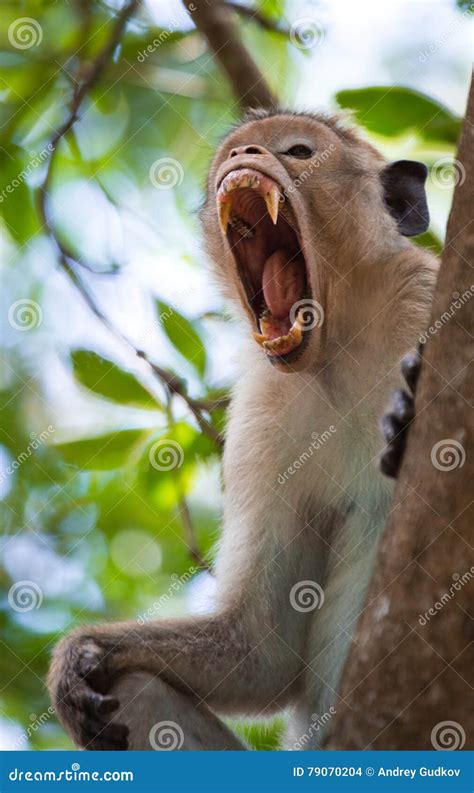 Monkey Yawning Mouth Wide Open Sri Lanka Stock Photo Image Of Island