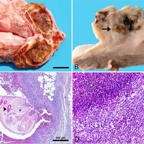 Atypical Parasitic Lesions In Slaughtered Cattle Eosinophilic Myositis