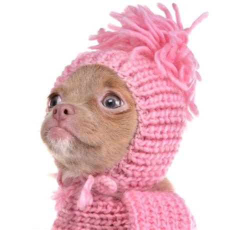 Browse and find chihuahua puppies today, on the uk's leading dog only classifieds site. Beautiful Blue Eyed Chihuahuas | I Love My Chi