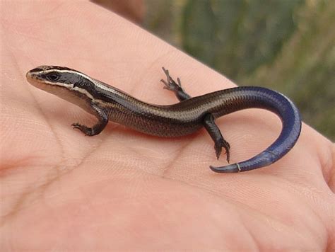 Is A Blue Tailed Skink Poisonous Skink Five Lined Ruby Knowles