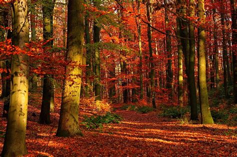 Red Maples Trees Autumn Wood Leaves Trees Red Gleams Hd