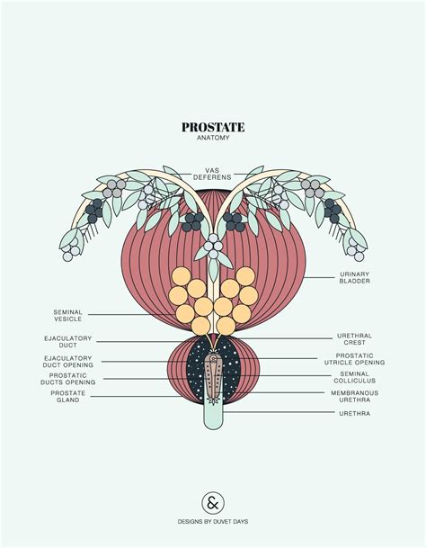Prostate Anatomy Designs By Duvet Days Anatomy Illustrations