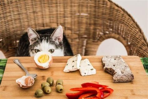 The answer is yes to just one of those two food options. Can Cats Eat Cheese - Find Out Here!