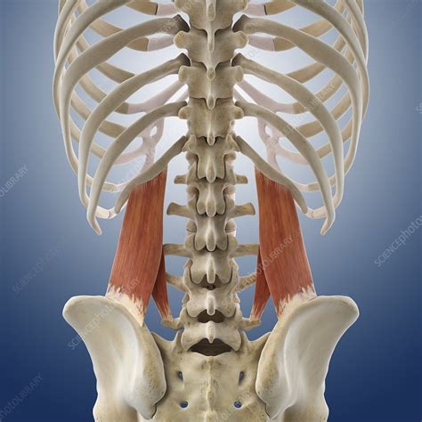 Lower Back Muscles Artwork Stock Image C0145013 Science Photo