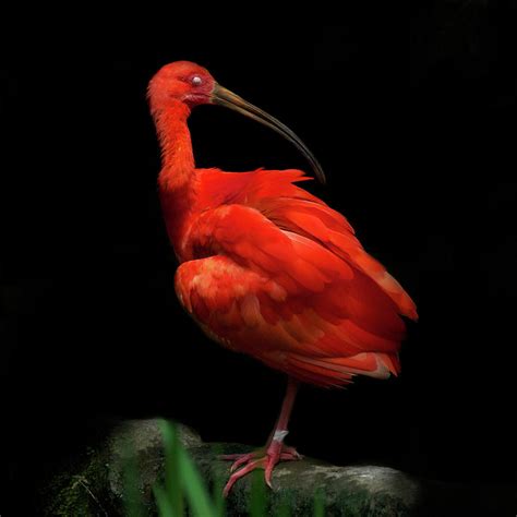 Scarlet Ibis On Black Background With Photograph By © Christian