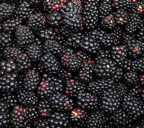 Free 20 Blackberry Wallpapers In Psd Vector Eps