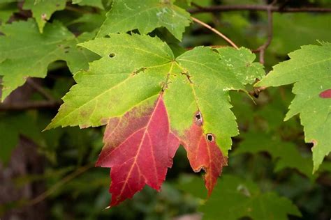 How To Grow And Care For Red Maple Trees Gardeners Path
