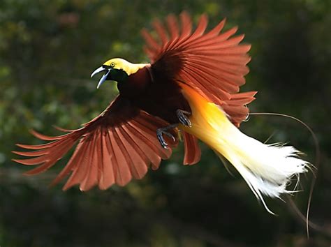 Bird Of Paradise Animal Wildlife