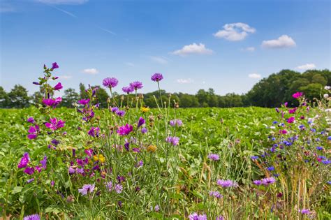 Biodiversiteit En Voedsel Wat Heeft Dat Met Elkaar Te Maken Natuur