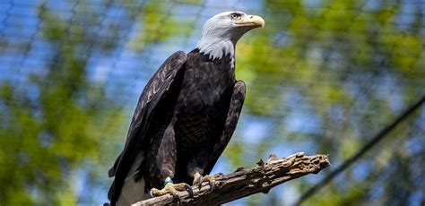 Animals At Northwest Trek Free Roaming Bears Cats Canines And More