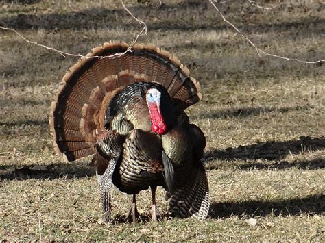 Tips For Taking Kids Turkey Hunting Nebraskaland Magazine Hd Wallpaper