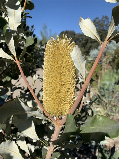 Banksia Integrifolia The Ruth Bancroft Garden And Nursery