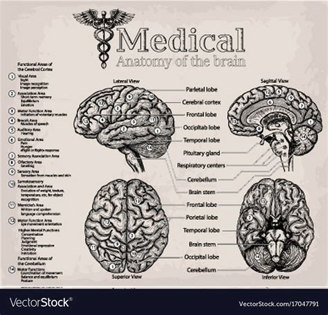 Medical Anatomy Of Human Brain Medicine Royalty Free Vector