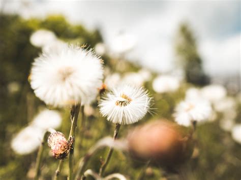 Free Images Flower Dandelion Natural Landscape Natural Environment