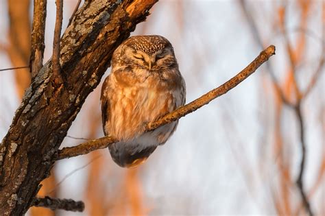 Sleeping Owl On Tree Branch 😴