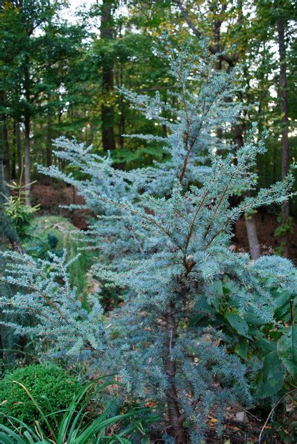 Atlas Cedar Coniferous Forest