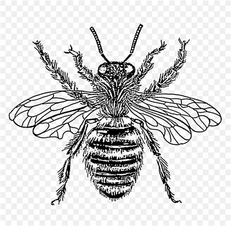 European Dark Bee Insect Clip Art Black And White Png 800x800px Bee