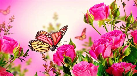 Pink Rose Butterfly Wallpaper Of Pink Roses Flowers Butterflies