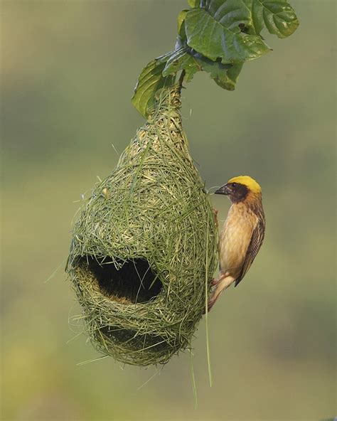 10 Totally Unusual Bird Nests From Around The World Featured Creature