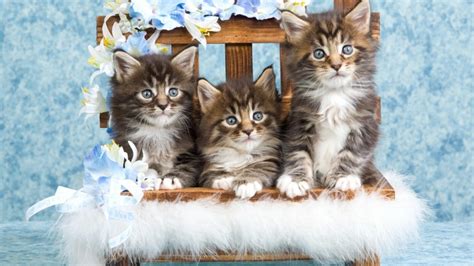 Wallpaper Cats Kitten Cute Wallpapermaiden
