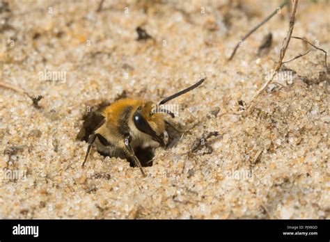 Solitary Bees Uk Stock Photos And Solitary Bees Uk Stock Images Alamy