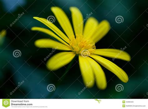 Yellow Flower On The Black Background Stock Image Image Of Blossom
