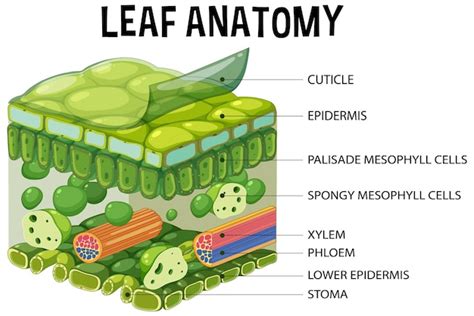 Plant Cell Structure Vectors And Illustrations For Free Download Freepik