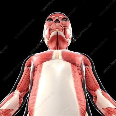 Muscular System Artwork Stock Image F0087909 Science Photo Library