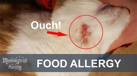 Food Allergies In Cats Itching Eruption Youtube