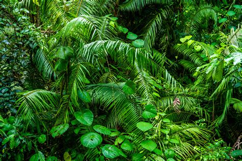 Rainforest Plants Background Stock Photo Download Image Now Istock