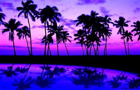 Purple Palm Trees 1158884 Hd Wallpaper And Backgrounds Download