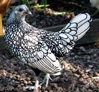 Bantam Chickens Breeds Diseases And How To Care For Bantams Bantam Chickens Pet Chickens